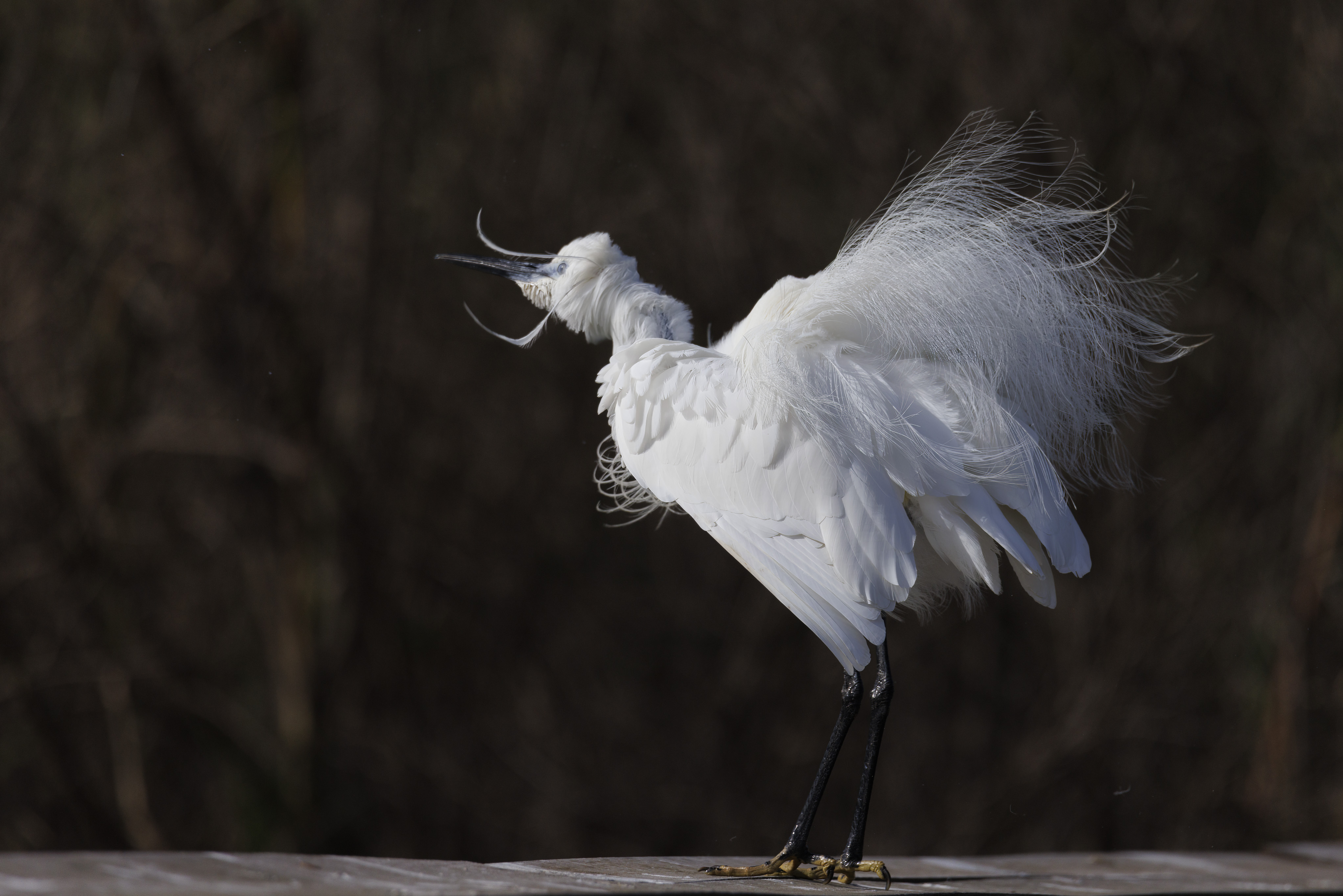 20220330-March 30, 2022-085337-4-085337-Edit.jpg